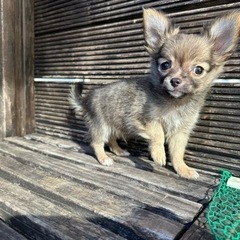 2ヶ月🎉チワワくん