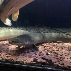 ポリプテルスビキール55㎝±
