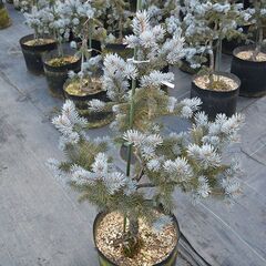 ホプシー コロラドトウヒ 約84cm