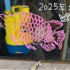 アジアアロワナ　スーパーレッド　sumo　豚系ショートハイボディ幼魚 - 仙台市