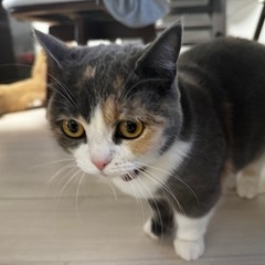 （里親様決定しました）三毛猫 メス おっとりちゃん【5匹同時募集】