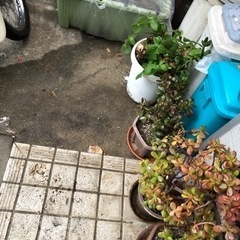 観葉植物と植木鉢と土良かったらどうぞ☺️