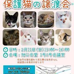 保護猫の譲渡会 2/11(日) @ sun＊cat Yokohama