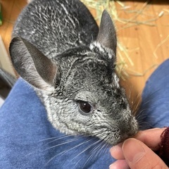 チンチラ里親募集(オス、3才)