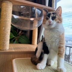 美猫！優しい性格のミケちゃん - 富士市
