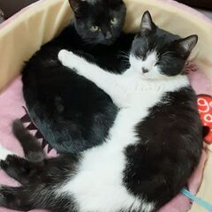 とっても人懐こい黒猫・白黒の姉妹猫です