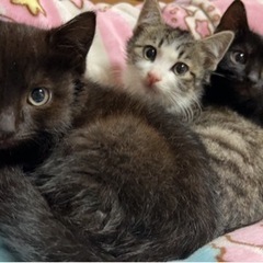 生後4ヶ月ほど子猫3匹