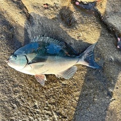 釣り初心者です！一緒に釣りに行きませんか？