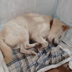 里親様決定しました🐶柴犬のすみれくん - 東海市