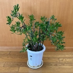 観葉植物 多肉植物 正体不明です ゴーラムでしょうか？