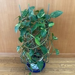 観葉植物 正体不明です ポトスでしょうか？