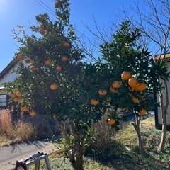 夏みかん