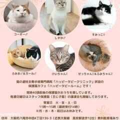 1月14日（日）動物病院の保護猫譲渡会