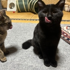 黒猫くん♡男の子 - 玉名市