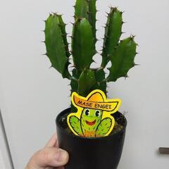 観葉植物　ダイウンカク　ユーフォルビア