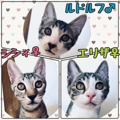 14日都内譲渡会😻幼い子猫から大人猫も沢山参加します❣️の画像