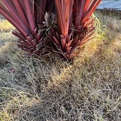 赤ドラセナ レッドスター ゴルジリネ 6分頭