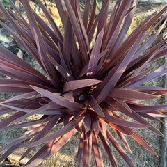 赤ドラセナ レッドスター ゴルジリネ 6分頭