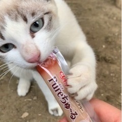 【避妊＆ワクチン済】超キュートな美人猫♡食べるの大好きな１歳の女の子 - 名護市