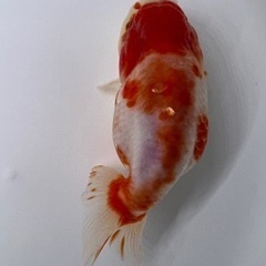 ビッグ 桜錦 金魚 らんちゅう 魚 キンギョ
