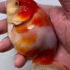 ビッグ　桜錦　金魚　らんちゅう　魚　キンギョ