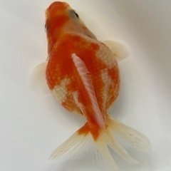 ピンポンパール  金魚　キンギョ　