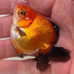 オランダハーフムーン　金魚　キンギョ