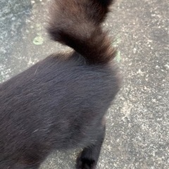 しっぽがソフトクリームみたいな黒猫です - 猫