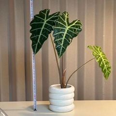 アロカシア　アマゾニカ　65cm 観葉植物