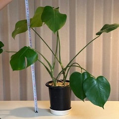 モンステラ🌱観葉植物70cm