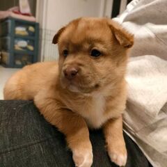 【グラ】北海道道東方面 野犬の子 1ヶ月半程度 ♀