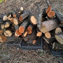薪　枝　焚き付け　マキ　キャンプ
