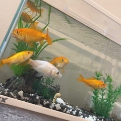 金魚6匹