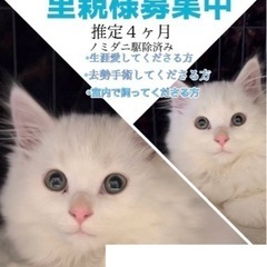可愛い三毛猫ちゃん【譲渡会参加】 - 猫