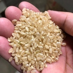 令和5年産 コシヒカリ 玄米30kg🌾