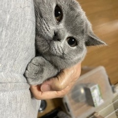 受付終了致しますブリティッシュショートヘア女の子4ヶ月 - 猫