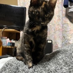 とっても綺麗な毛色のサビ柄の子猫ちゃんの里親募集