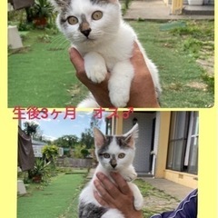 🌸生後3ヶ月の仲良し3兄妹🌸