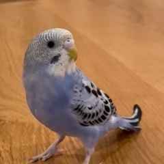 セキセイインコ探しています