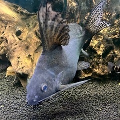 熱帯魚 シノドンティス フェザーフィン 25cm+- 1000円