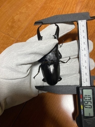 パラワンオオヒラタ　ペア