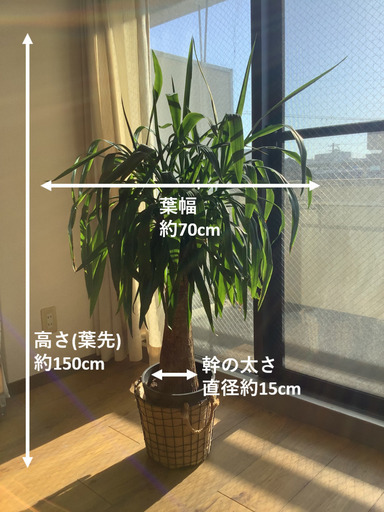 ★受付終了 ユッカ エレファンティペス マヤツリー 8号 (観葉植物)  本物•良品•美品