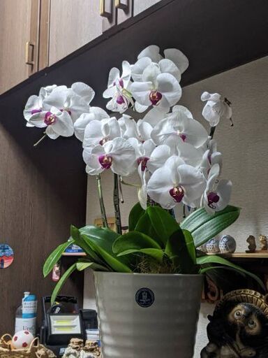 胡蝶蘭　赤リップ花終わり　５本仕立て鉢付き