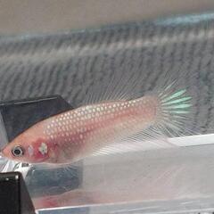 闘魚　ベタ1匹　♂ 稚魚　熱帯魚