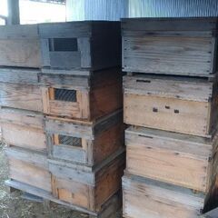 ミツバチ巣箱 10枚箱(大箱)中古品