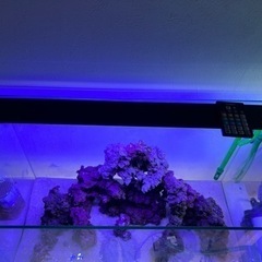 海水水槽60レギュラーフルセット