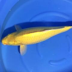 残念なカラシ鯉　3才　メス　70㎝程度(配送料金別)