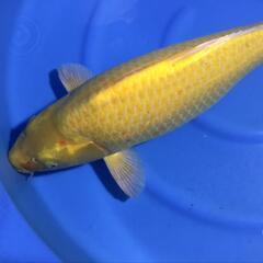 残念なカラシ鯉　3才　メス　70㎝程度(配送料金別) 残念なカラシ鯉 3才 メス 70㎝程度(配送料金別)