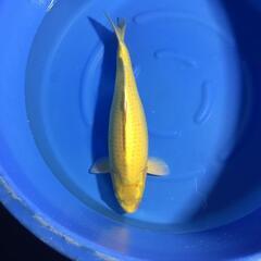 残念なカラシ鯉　3才　メス　70㎝程度(配送料金別)