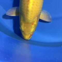 残念なカラシ鯉　3才　メス　70㎝程度(配送料金別) 残念なカラシ鯉 3才 メス 70㎝程度(配送料金別)